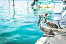 Pelicans At Dawn Sitting On Dock Posts In Marina