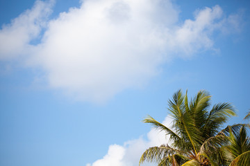 Blue sky with a frame from leaves of a palm