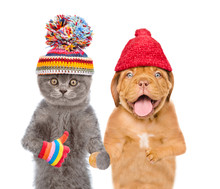 Funny Kitten And  Puppy In Winter Hats Showing Thumbs Up. Isolated On White Background