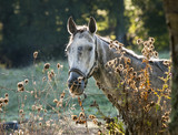 Fototapeta Konie - Dappled Gray Horse in Morning Light