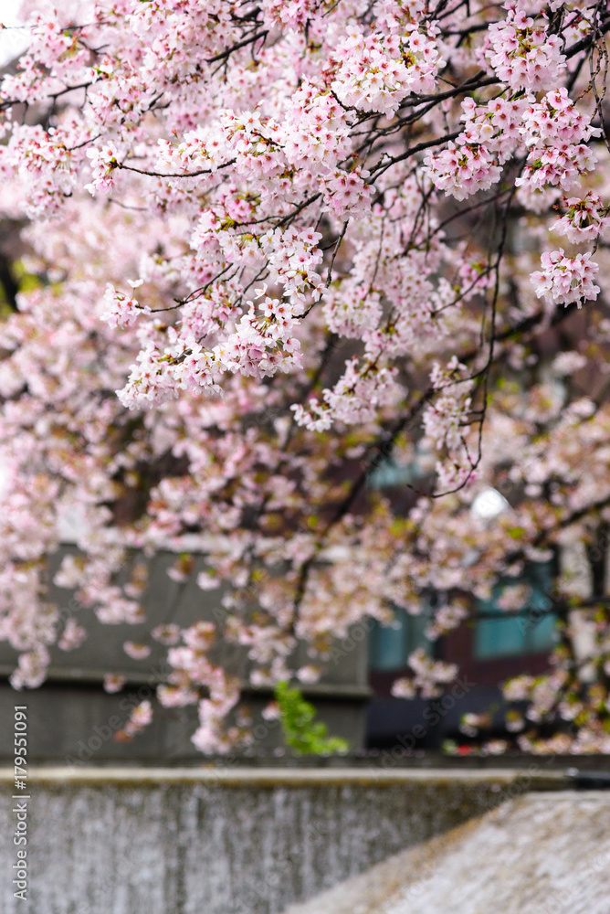 Japanese cherry Blossom (Sakura tree) spring season or hanabi season in ...