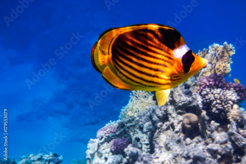 Zdjęcie XXL Ryby motylkowe to najczęściej spotykane ryby na rafach koralowych.