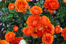 Beautiful Bright Orange Flowers