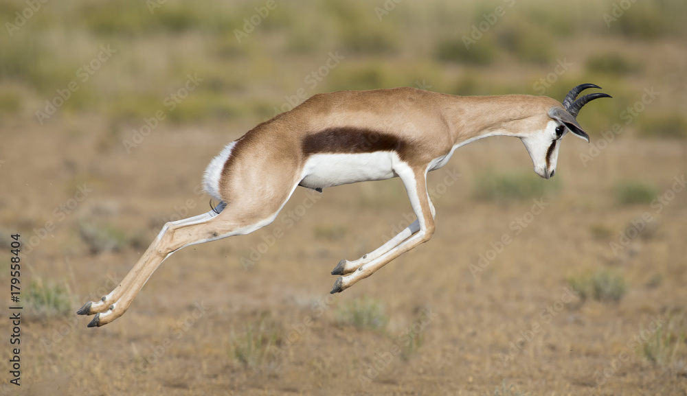 Young springbok male prancing on a plain in the Kgalagadi - obrazy, fototapety, plakaty 