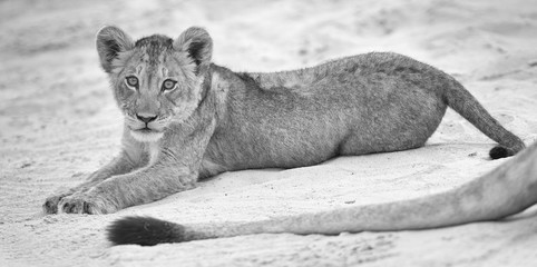 Wall Mural - Small lion cub lay down to rest on soft Kalahari sand and play with mother’s tail