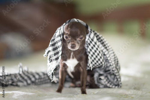Cute Brown Short Hair Chihuahua Puppy Wrapped In Shawl