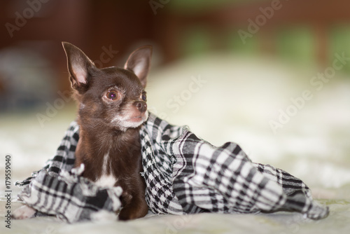 Cute Brown Short Hair Chihuahua Puppy Wrapped In Shawl Buy This