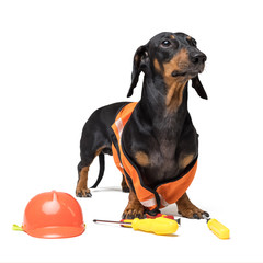 Wall Mural - Dog builder dachshund in an orange construction helmet with various construction tools (screwdriver, pliers), isolated on white background