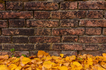 Wall background with golden leaves.