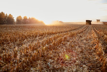 Freshly Harvested Backlit Maize Field Stubble