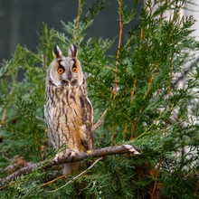 Long-eared Owl (Asio Otus)