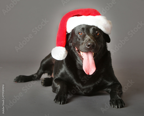 Plakat Czarny Labrador retriever pies w bożych narodzeniach
