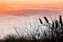 Cattail Silhouette Sunset Ripple On Water Blurred Background 