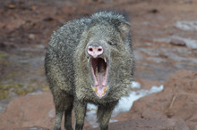 Wild Peccary Hog With Its Mouth Wide Open