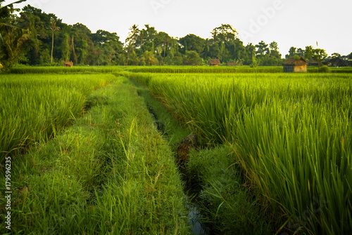 Fototapeta Bali Rice Fields The Balinese rice fields are set up with a complex gravity fed irrigation system that uses rainwater from the volcanoes that dot the island These fields are hundreds of years old