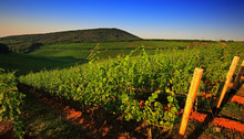 Vineyard In Villany Hungary, Panorama View