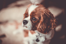 Cute Cavalier King Charles Spaniel Puppy Dog