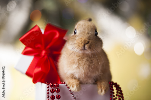 Zdjęcie XXL Mały królik, Śmieszny królik na Bożenarodzeniowym tle
