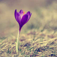 Beautiful violet crocus flower growing on the dry grass, the first sign of spring. Seasonal easter background.