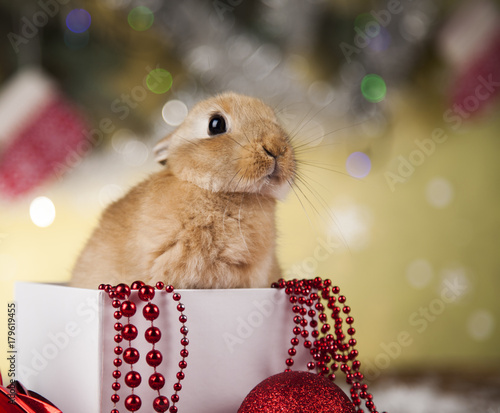 Plakat Wakacyjny Bożenarodzeniowy królik w Santa kapeluszu na prezenta pudełku