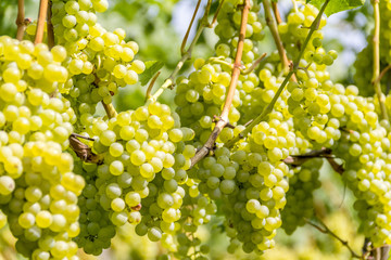 Wall Mural - white grapes closeup