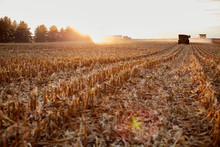 Farmers Harvesting Maize During Golden Hour