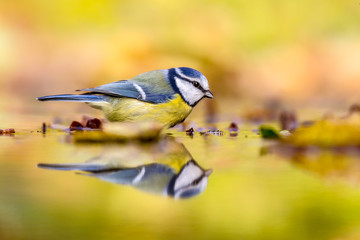 Poster - Blue tit autumn background