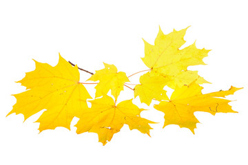 yellow fall leaves of a sugar maple