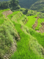 Wall Mural - Landscape of green rice paddies in the north of Luzon Island near the town of Banaue, Philippines, Unesco World heritage Site