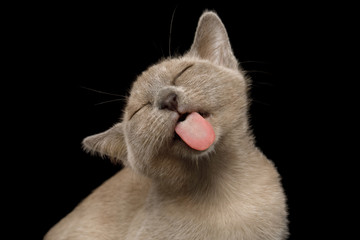 Wall Mural - Portrait of Funny Burmese Kitten Lick with tongue Tasty on Black Background