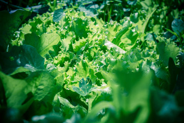 Fresh Salad Leaves Retro