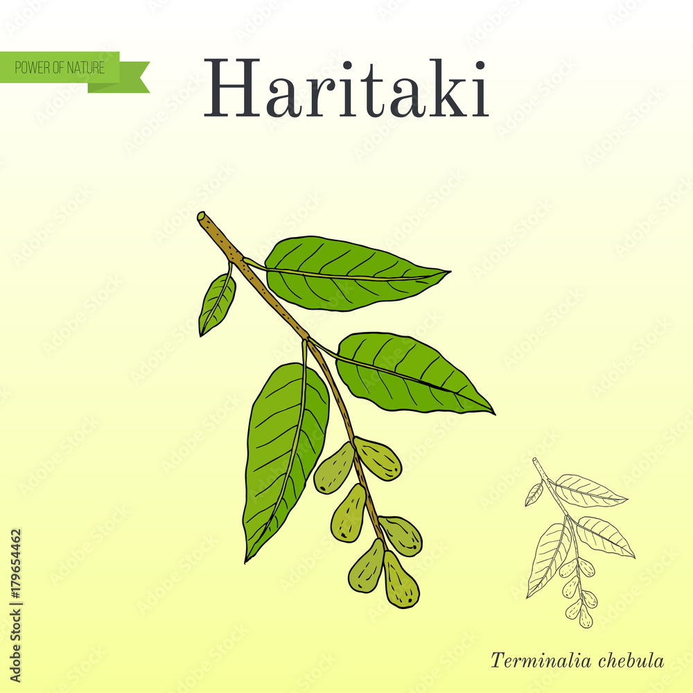 Haritaki Terminalia chebula , or black, or chebulic myrobalan, Ayurveda  plant Stock Vector | Adobe Stock
