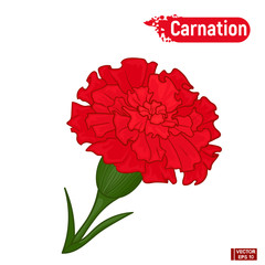 Wall Mural - Red carnation flower