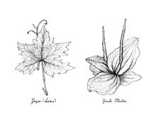 Hand Drawn Of Grape Leaf And Greater Plantain