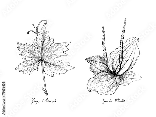 Fotografia, Obraz Hand Drawn of Grape Leaf and Greater Plantain