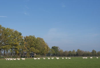 Wall Mural - white goats in meadow near barn in the netherlands near Woudenberg and scherpenzeel in the province of utrecht