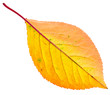 Autumn yellow leaf isolated on white background