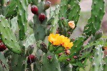 Cactus And Succulents With Yellow Flowers In Spring