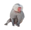 Male monkey hamadryad. Isolated on white background
