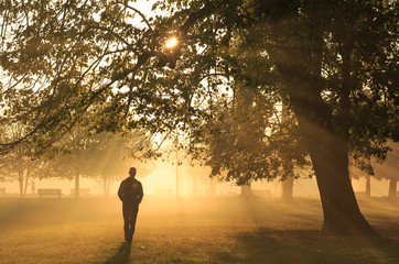 Wall Mural - man walking in a foggy park during an autumn sunrise.
