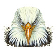 watercolor picture of an animal genus of large birds of the hawk family, eagle, predator, portrait of an eagle, white eagle with a yellow beak, feathers, white background for decoration and embroidery