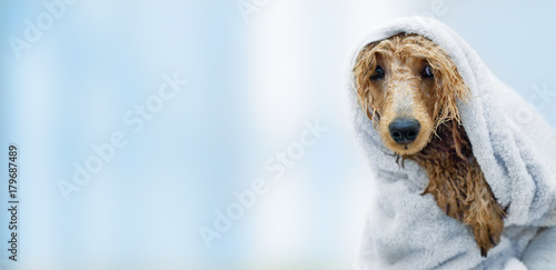 Wet poodle dog after the bath with a towel . Tableau sur Toile