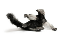 Young Giant Anteater, Myrmecophaga Tridactyla, 3 Months Old, Sitting In Front Of White Background, Studio Shot