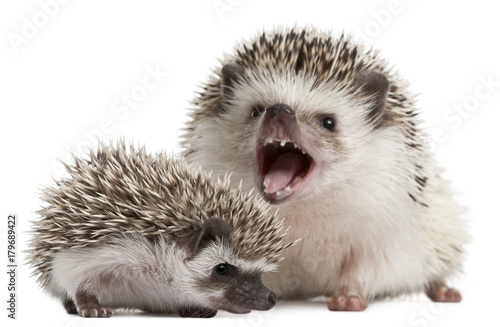 Fotomural Four-toed Hedgehogs, Atelerix albiventris, 3 weeks old, in front of white backgr