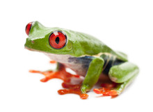 Red-eyed Treefrog, Agalychnis Callidryas, Portrait Against White Background