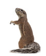 Cape Ground Squirrel, Xerus inauris, standing against white background