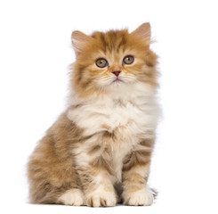  British Longhair kitten, 2 months old, sitting and looking at the camera in front of white background