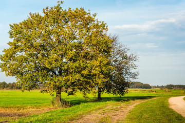 Wall Mural - Two tall trees with changing colors