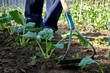 © Václav Mach - Man Hoes Kohlrabi Plant in the Garden.