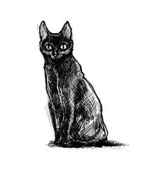 Nice, sitting, deep black, beautiful, hand drawn, black cat.